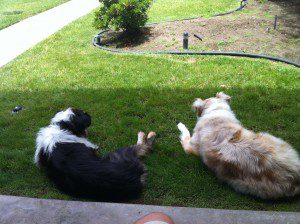Dogs on Front Porch Aussie
