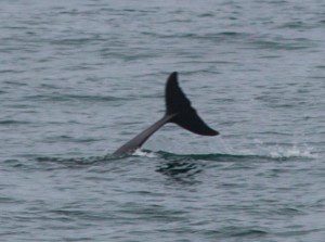 Dolphin Fluke