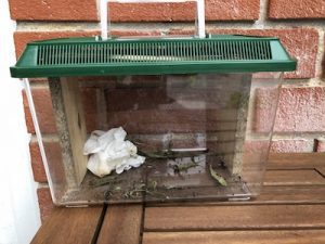 Cage to Raise Monarch Butterflies