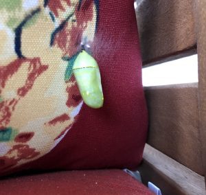 Monarch Chrysalis on a new Pillow
