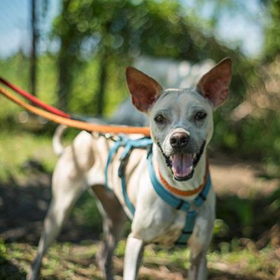 Sponsor Dimple at Soi Dog