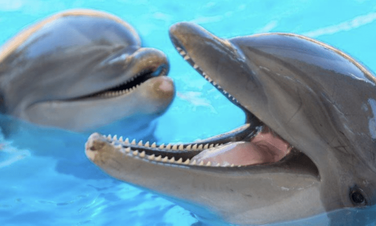 How old is that dolphin