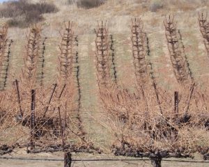 Vineyard in SoCal