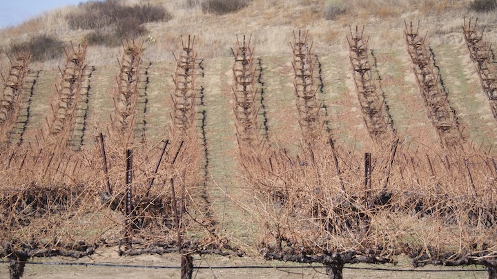 Vineyard in SoCal