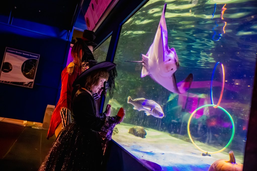 A young guest in costume watches sharks and rays at Birch Aquarium Halloween Aglow